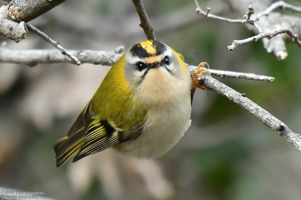 Common Firecrest