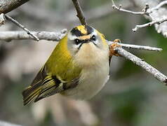 Common Firecrest