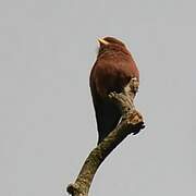 Broad-billed Roller