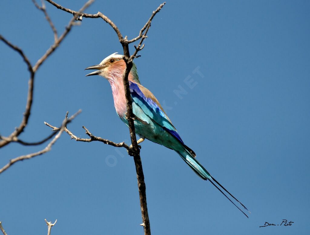 Lilac-breasted Roller