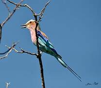 Lilac-breasted Roller