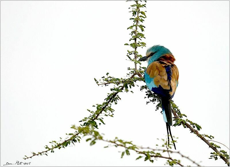 Abyssinian Roller