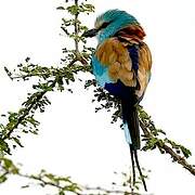 Abyssinian Roller