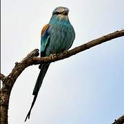 Abyssinian Roller