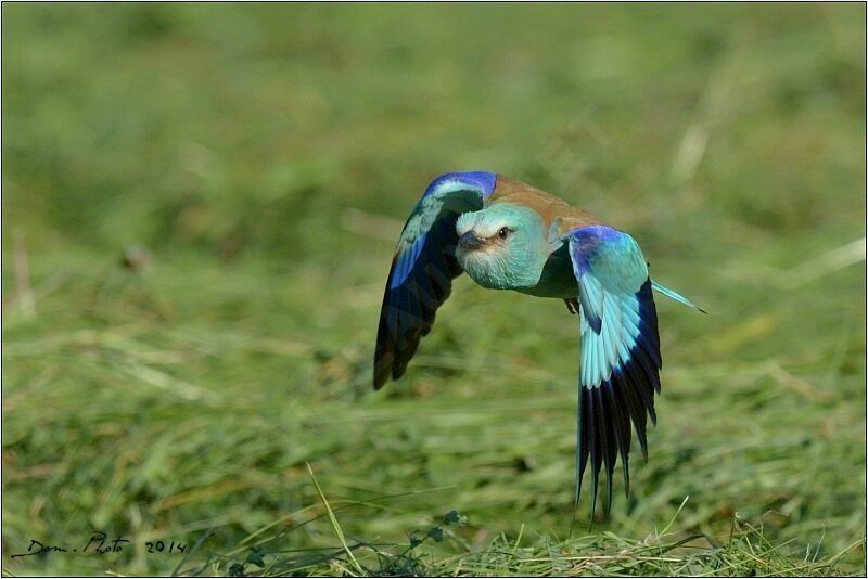 European Roller