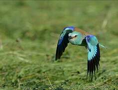 European Roller