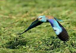 European Roller