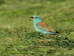 European Roller