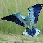 European Roller