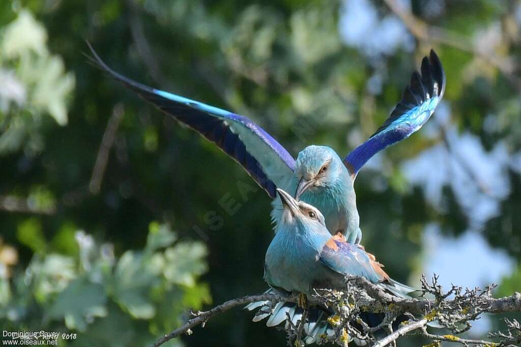 European Rolleradult, mating.