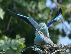 European Roller