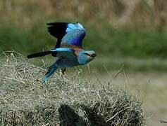 European Roller