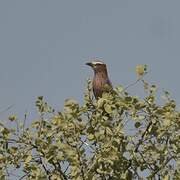 Purple Roller