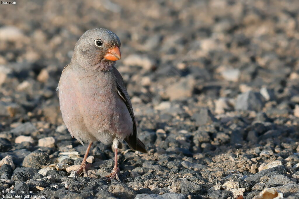 Trumpeter Finch