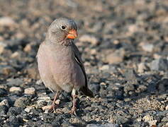 Trumpeter Finch