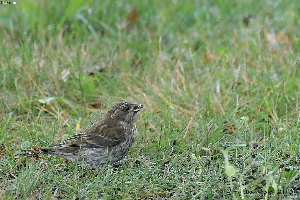 Purple Finch