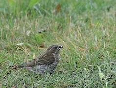 Purple Finch