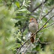 Common Nightingale