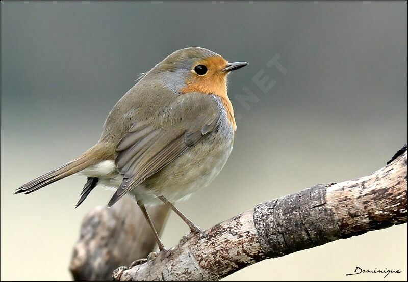 European Robin