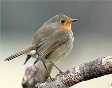 European Robin