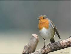 European Robin