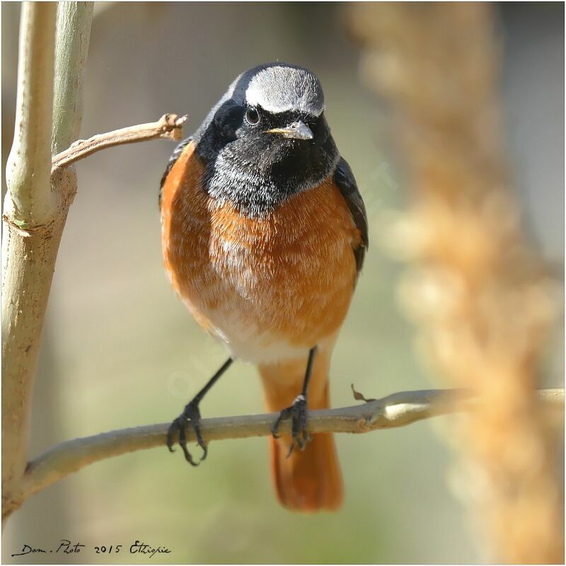 Common Redstart