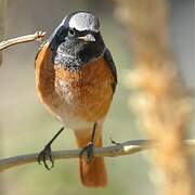 Common Redstart