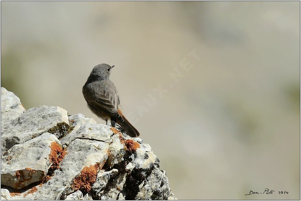 Black Redstart