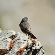 Black Redstart