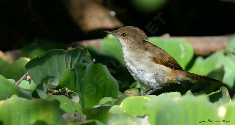 Lesser Swamp Warbler