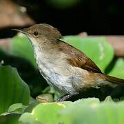 Lesser Swamp Warbler