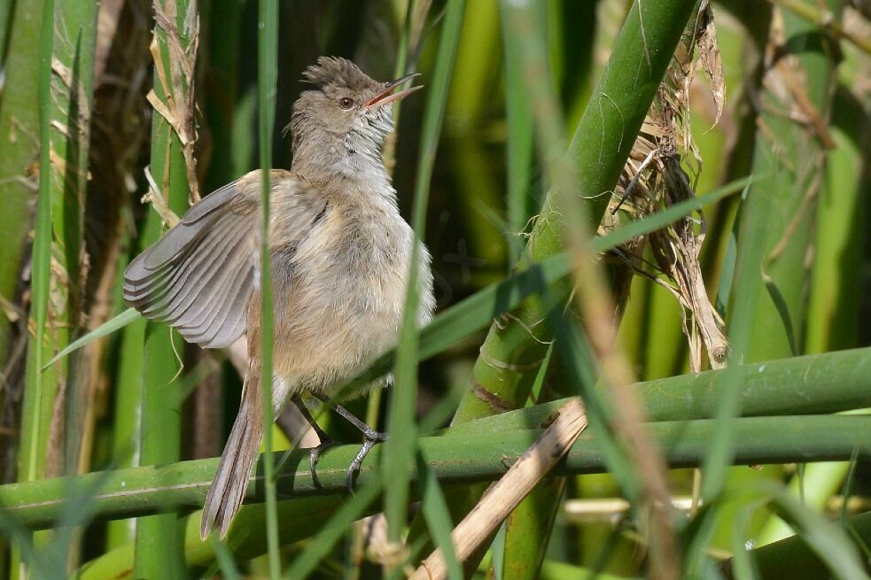 Lesser Swamp Warbler