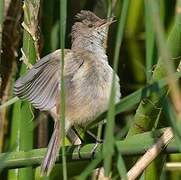 Lesser Swamp Warbler