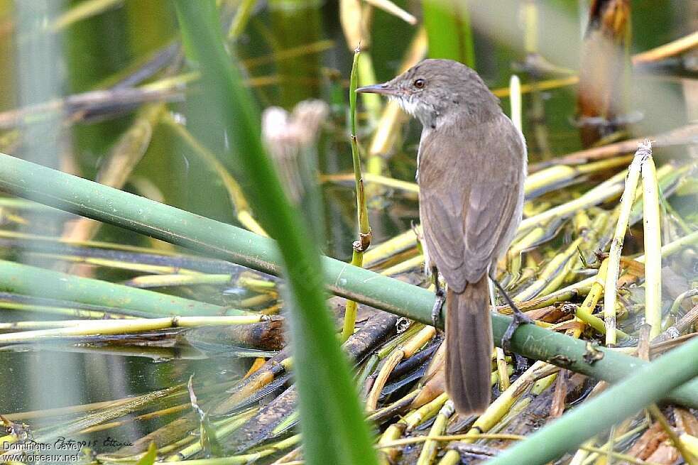 Lesser Swamp Warbleradult, habitat, pigmentation
