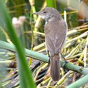 Lesser Swamp Warbler