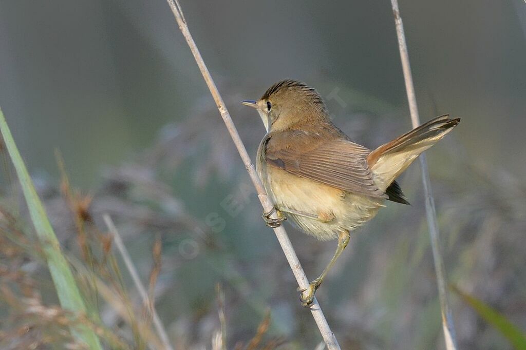 Common Reed Warbler