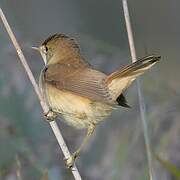 Eurasian Reed Warbler