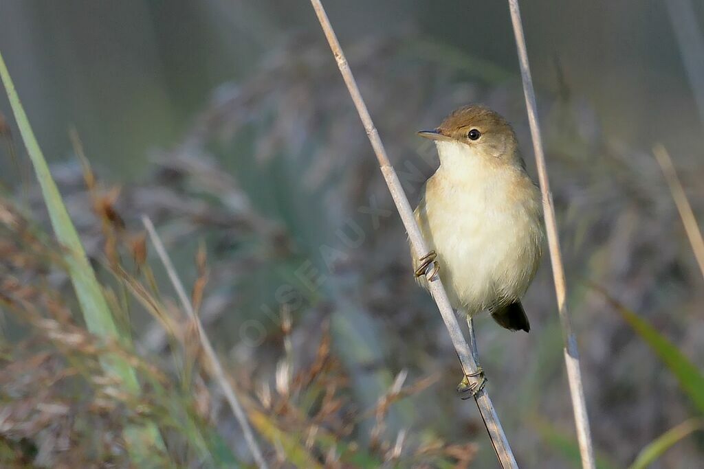 Common Reed Warbler