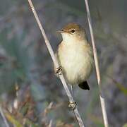 Eurasian Reed Warbler