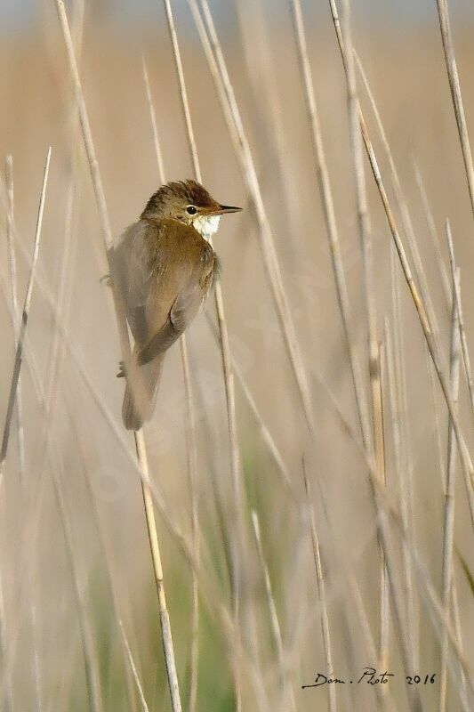 Common Reed Warbler