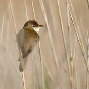 Common Reed Warbler