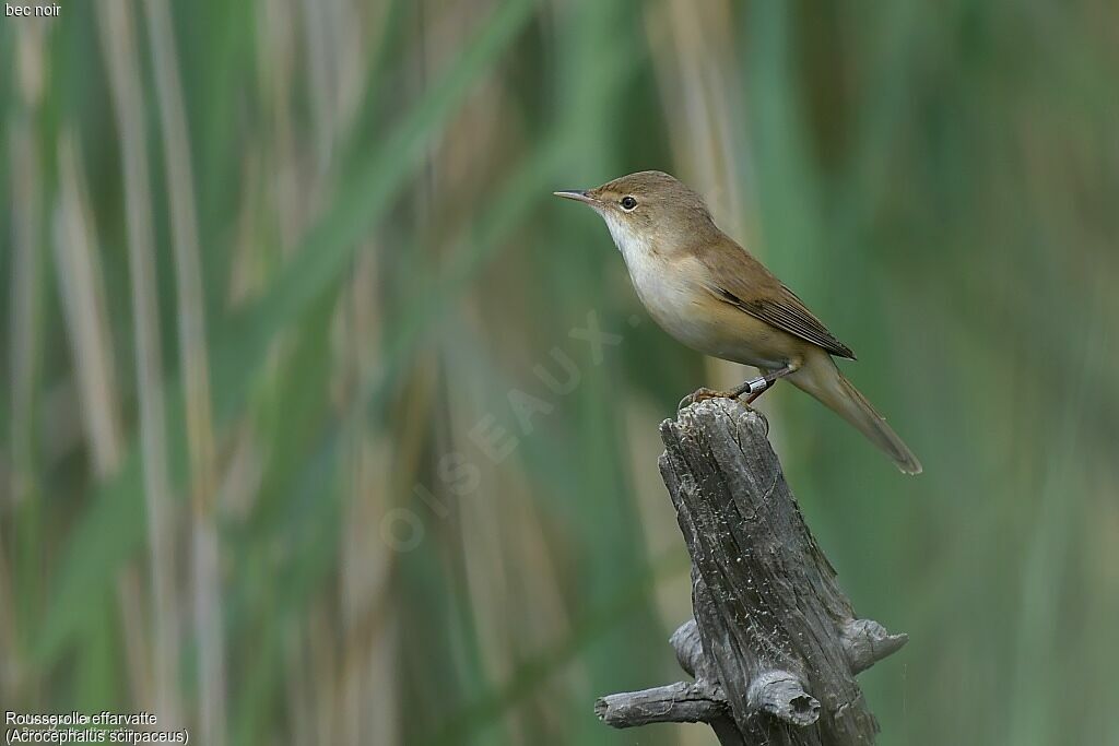 Eurasian Reed Warbler