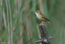 Common Reed Warbler