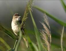 Great Reed Warbler