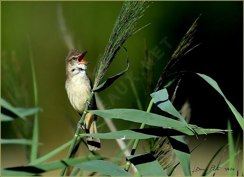 Great Reed Warbler