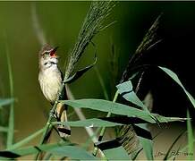 Great Reed Warbler