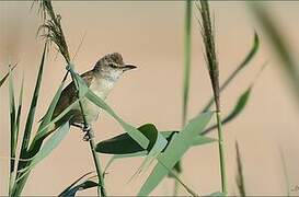 Great Reed Warbler