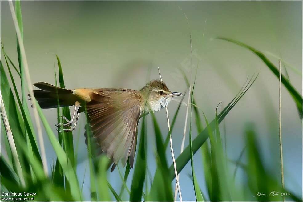 Great Reed Warbleradult, Flight