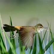 Great Reed Warbler