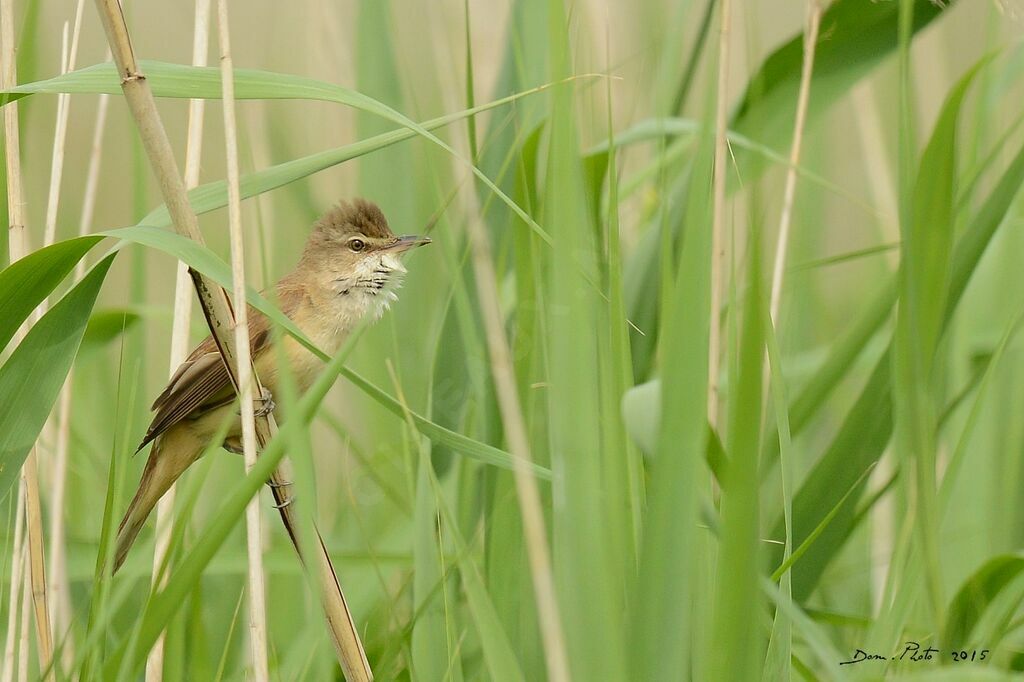 Great Reed Warbler